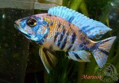 Aulonocara Calico