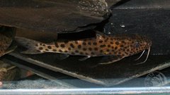 Synodontis njassae