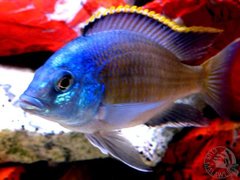 Więcej informacji o „Placidochromis sp.blue oter”