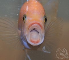 uschmiech samca red-red