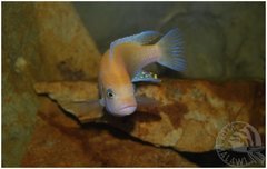 samiec red-red-potega mojego akwarium