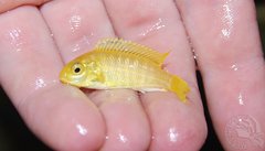 maly yellowek