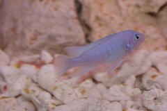 pseudotropheus ice blue