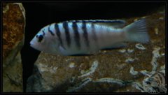 Labidochromis sp. Nkali