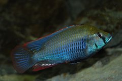 Astatotilapia calliptera
