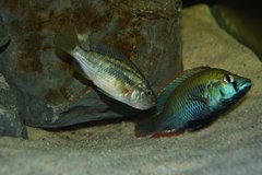 Astatotilapia calliptera, Thumbi East