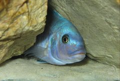 Więcej informacji o „Pseudotropheus estherae Red-Blue”