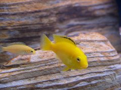 samiczka yellow z malym