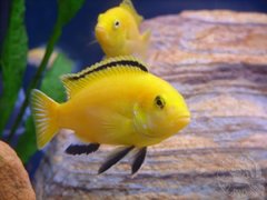 samiec yellow