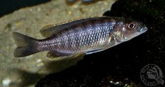 Sciaenochromis fryeri