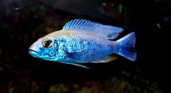 Sciaenochromis fryeri 'iceberg'