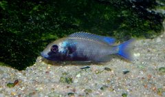 Placidochromis phenochilus 'gissel'