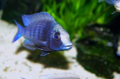 Placidochromis phenochilus 'gissel'