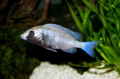 Placidochromis phenochilus 'gissel'