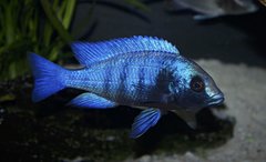 Placidochromis phenochilus 'gissel'