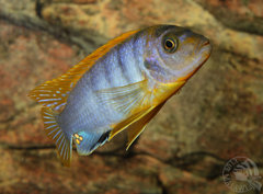 Labidochromis sp.hongi SRT samiec 6cm