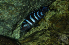 demasoni