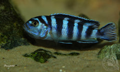 inkubujaca demasoni