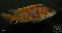 red fin 13cm samiec