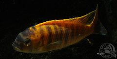 red fin 13cm