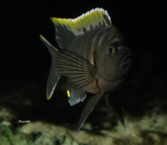 Cynotilapia sp."mbamba" Luwino Reef F1