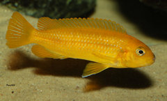 Melanochromis interruptus