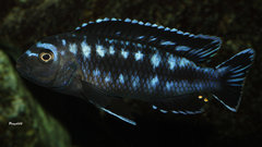 Melanochromis interruptus