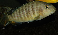 Tropheops sp."red fin" Usisya