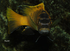 Tropheops sp."red fin" Usisya