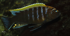 Cynotilapia sp."mbamba" Luwino Reef