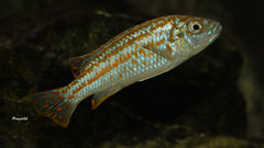 Więcej informacji o „Melanochromis joanjohnsonae”