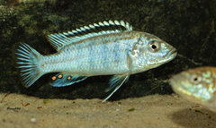 Melanochromis joanjohnsonae