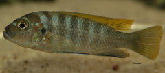 Cynotilapia zebroides, Jalo Reef