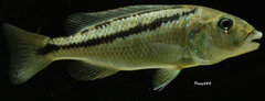 Aristochromis christyi WF