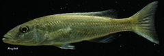 Champsochromis caeruleus WF