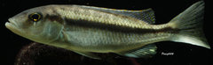 Teaniochromis holotaenia