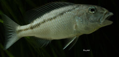 Aristochromis christyi