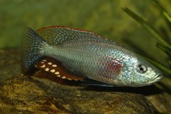 strigatus samiec