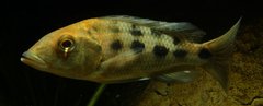 Fossorochromis rostratus