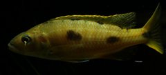 Exochochromis anagenys