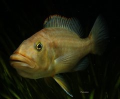 Tyrannochromis macrostoma