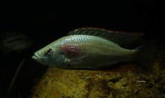 Dimidiochromis strigatus