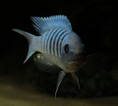 Metriaclima zebra, Makonde