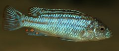 Labidochromis joanjohnsonae