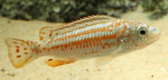 Labidochromis joanjohnsonae