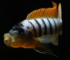 Metriaclima fainzilberi