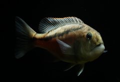 Aristochromis christyi