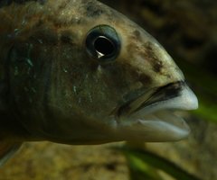 Aristochromis christyi