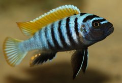 Cynotilapia zebroides, Jalo Reef