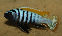 Cynotilapia zebroides, Jalo Reef